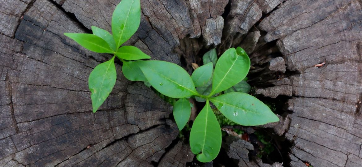 tree-sprout2